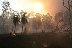 Feu de brousse, Sénégal